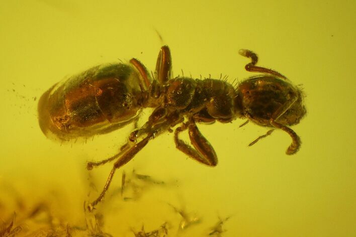 Detailed Fossil Ant (Formicidae) In Baltic Amber #139019